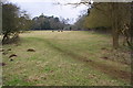 Footpath through cow field