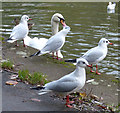 Black-headed gulls