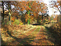 TG1622 : Footpath from Haveringland to Holt Road by Evelyn Simak