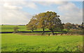 Trees near Kendleshire Farm