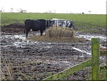 NZ1396 : Cattle feeding in the glaur by Russel Wills