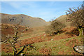 NY4207 : Distorted hawthorns in valley of Hagg Gill by Trevor Littlewood