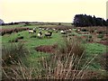 Sheep, Learden Lower