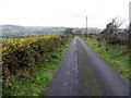 Whins along Slievebeg Road