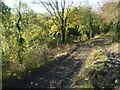 Path leading down from Wye National Nature Reserve