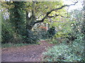 Stivichall Common woodland