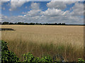 Ripening wheat