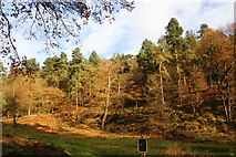 SD9730 : Woodland near Hardcastle Crags by Bill Boaden