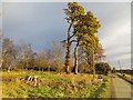 Building plot, Bradyston