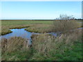 TF8344 : Willow and pool on Norton Marsh, Burnham Norton by Richard Humphrey