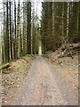 Byway in the woods above Dyffryn-gwyn