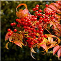 Rowan or Mountain Ash