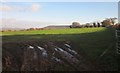 Field by Wareham Road