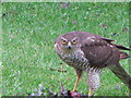 Sparrowhawk Portrush