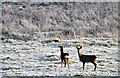 NT3124 : Roe deer at Eldinhope Knowe by Walter Baxter