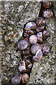 NT7177 : Common snails (Helix aspersa) at Cat Craig by Walter Baxter