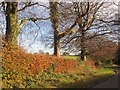 Trees by the lane to Wootton Fitzpaine