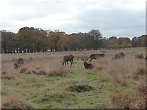 TQ1972 : Red deer, Richmond Park by Christine Johnstone