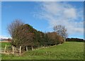 Path north to Stainborough Fold