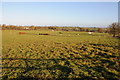 SO6662 : Farmland at Wolferlow by Philip Halling