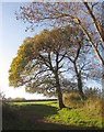 Trees above Polbathic