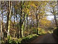 Lane through Polbathic Wood