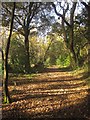 Path through Polbathic Wood