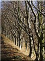 Bright Beech Boughs