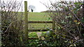 Footpath to Moor House