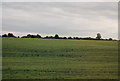 Farmland near Canes Cottages