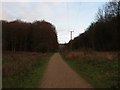 Surfaced Track, Friston Forest