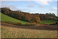 Woods at Chapel Leigh