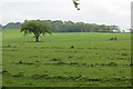 NS9673 : Grassland, Woodside by Richard Webb
