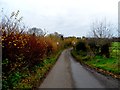 Autumn colours in hedgerow, Rowney Lane, Sacombe Green