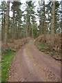 Farm track through Hawthorn Bank woods