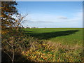 Farmland at Morden Green