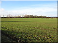 TL2741 : Farmland north of Ashwell by David Purchase