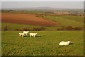 Sheep near Padreda