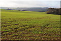 Winter cereals on Smoke Acre