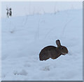 SK9207 : Rabbit in the snow by Mat Fascione