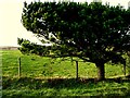 H6574 : Tree, Cregganconroe by Kenneth  Allen