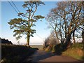 Trees and hedgebanks at Cadbury Barton