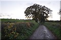 East Devon : Country Road