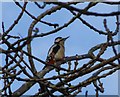 Great Spotted Woodpecker (Dendrocopos major)