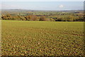 Arable land at Aston Magna