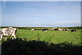 Cattle grazing, Hubberton Farm