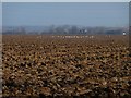 Gulls on newly-ploughed field