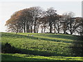 Farmland and copse southeast of Millfield