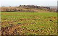 Towards Wilton Farm