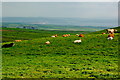 R0491 : Cliffs of Moher - Cows resting in Field by Joseph Mischyshyn